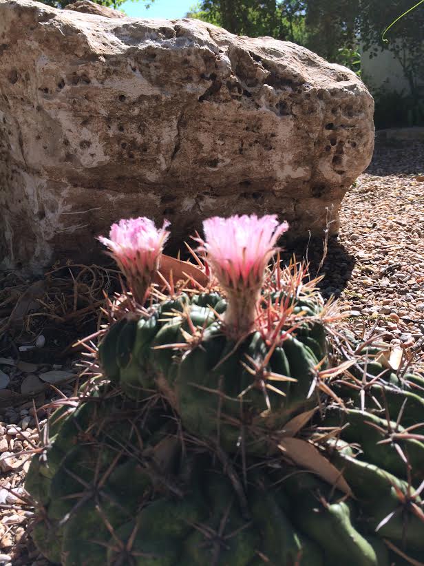 May Tips Fertilize and Transplant