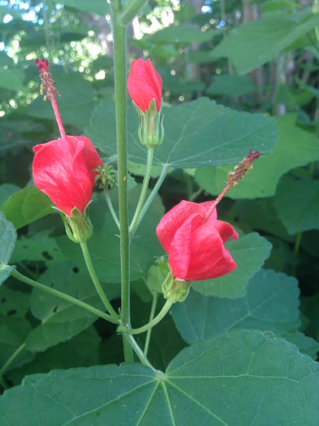 photo of Texas native, Turk's Cap