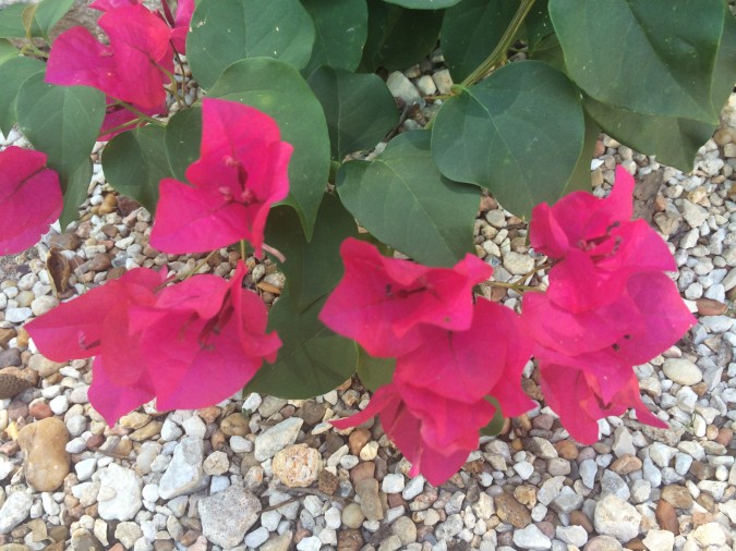 autumn plants