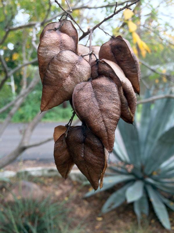 fall leaves