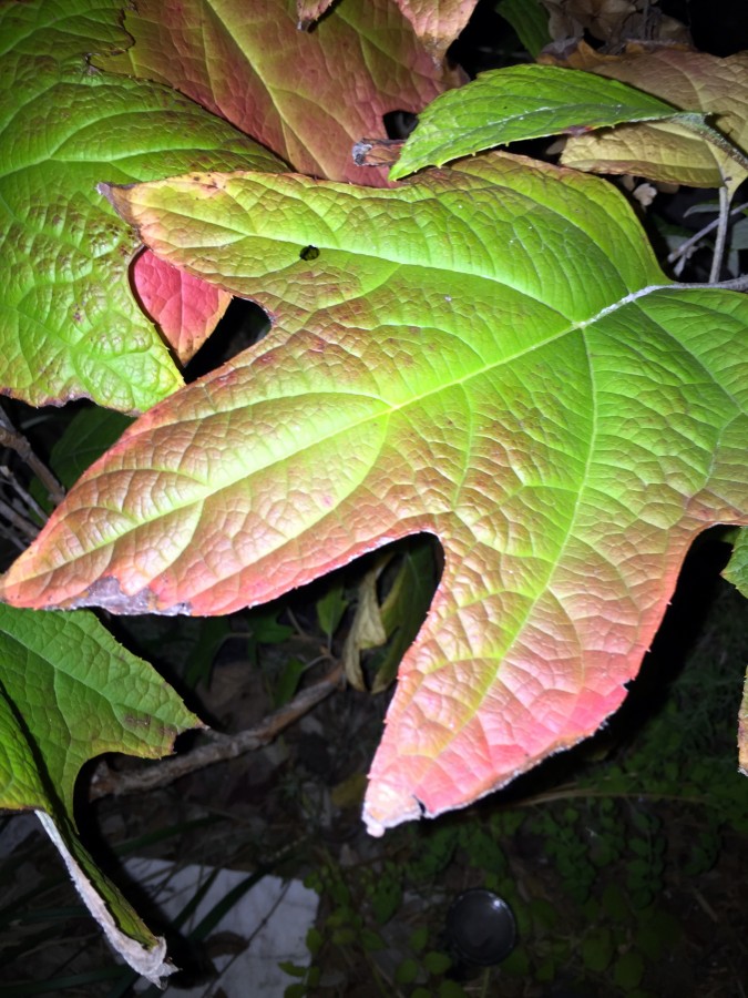 botanica-design-leaf